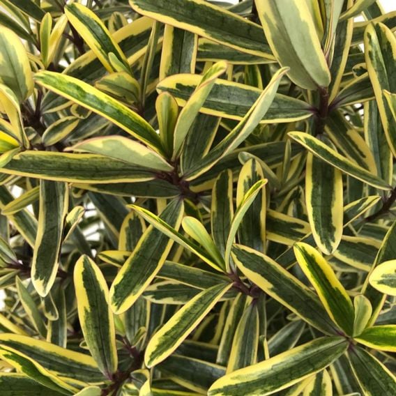 Hebe 'Jewel of the Nile'