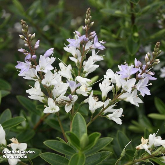 Hebe 'Pearl Of Paradise'