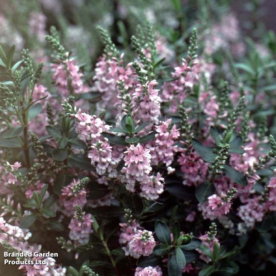 Hebe 'Pink Pixie™'