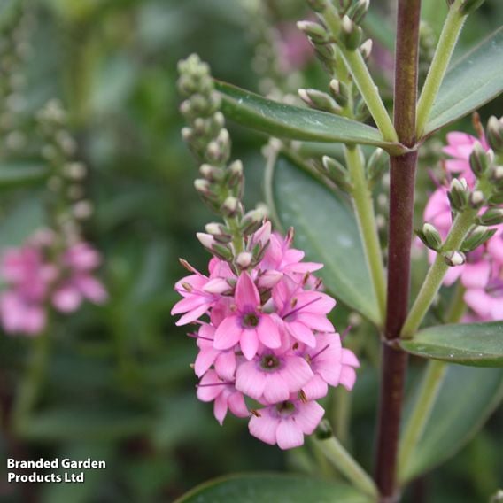 Hebe 'Pink Pixie™'