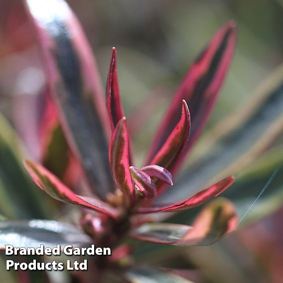 Hebe 'Purple Shamrock'