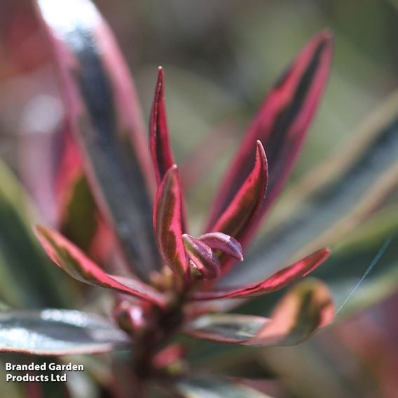Hebe 'Purple Shamrock'