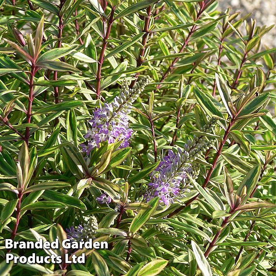 Hebe 'Purple Shamrock'