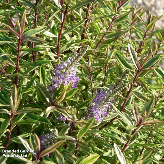 Hebe 'Purple Shamrock'