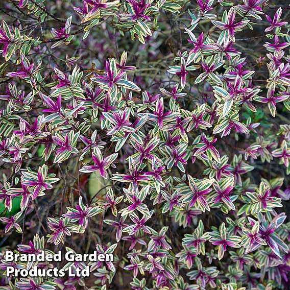 Hebe 'Purple Shamrock'