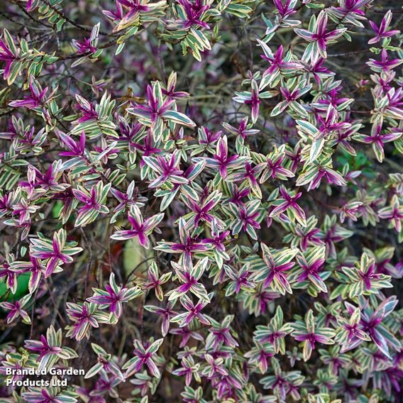 Hebe 'Purple Shamrock'
