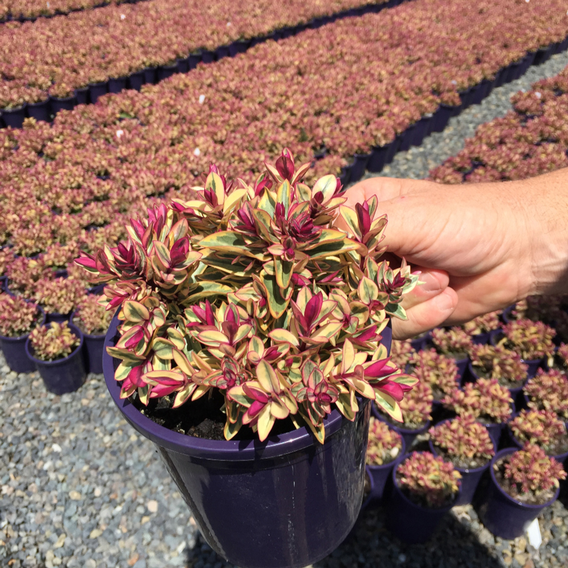 Hebe 'Rhubarb and Custard'