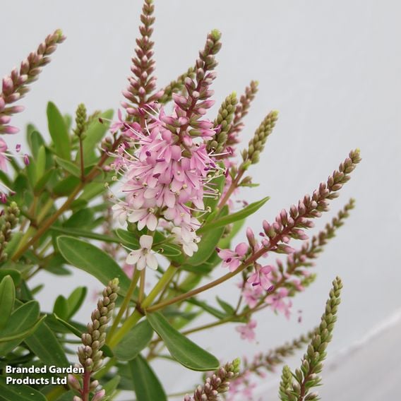 Hebe 'Rose Sparkler'