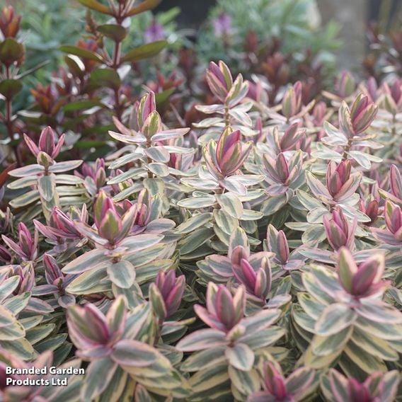 Hebe 'Silver Dollar'