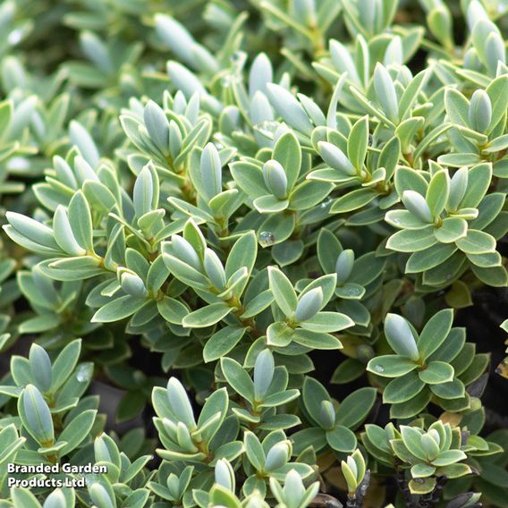 Hebe topiaria