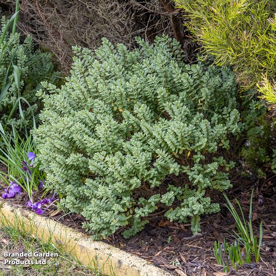 Hebe topiaria