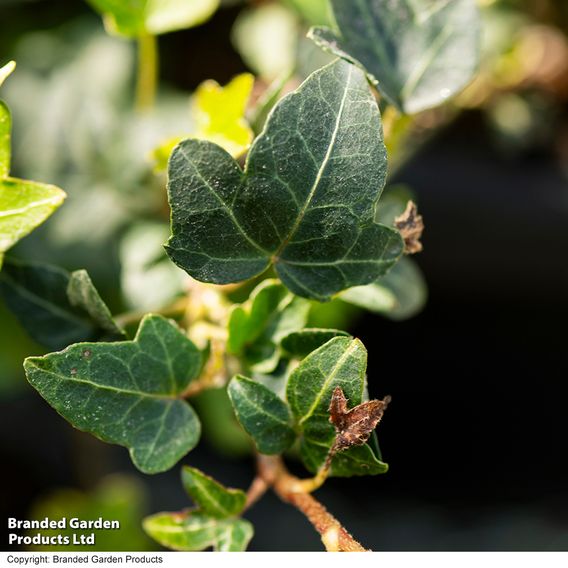 Hedera 'Green Shamrock'