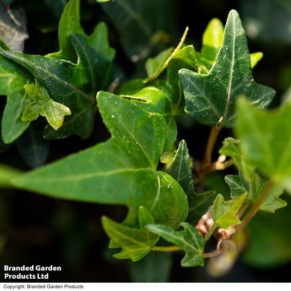 Hedera 'Green Shamrock'