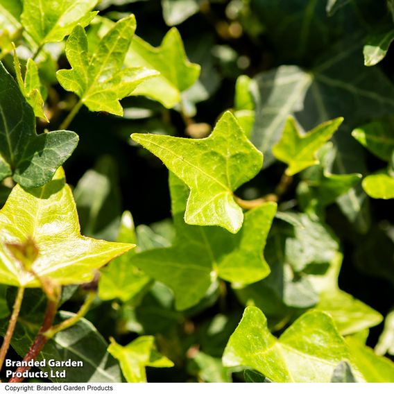 Hedera 'Green Shamrock'