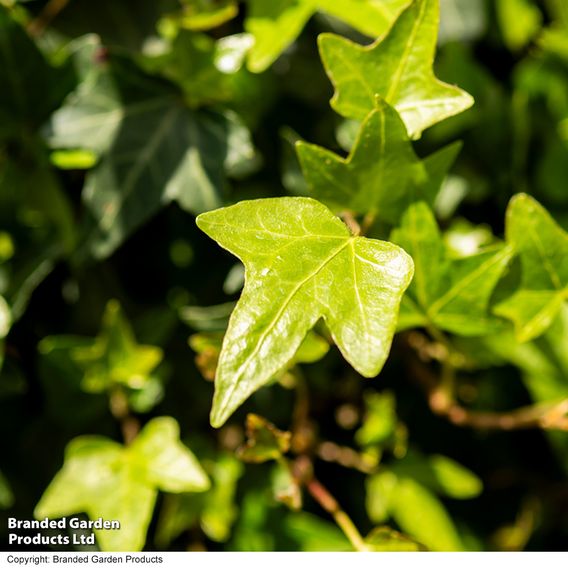Hedera 'Green Shamrock'
