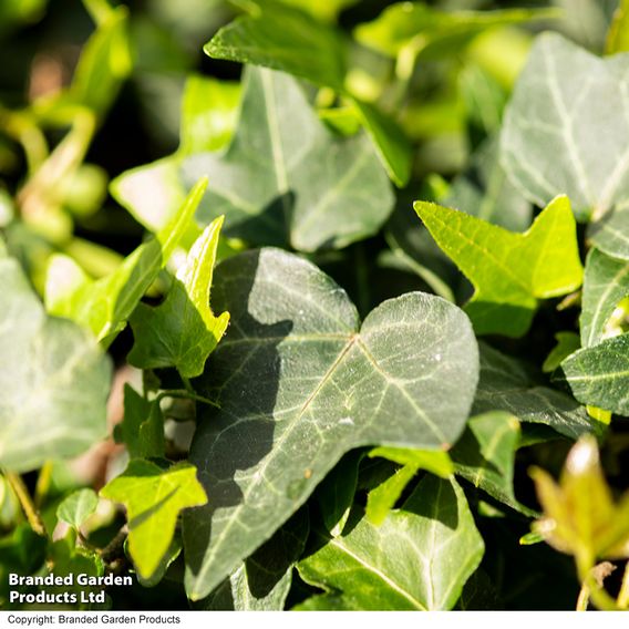 Hedera 'Green Shamrock'