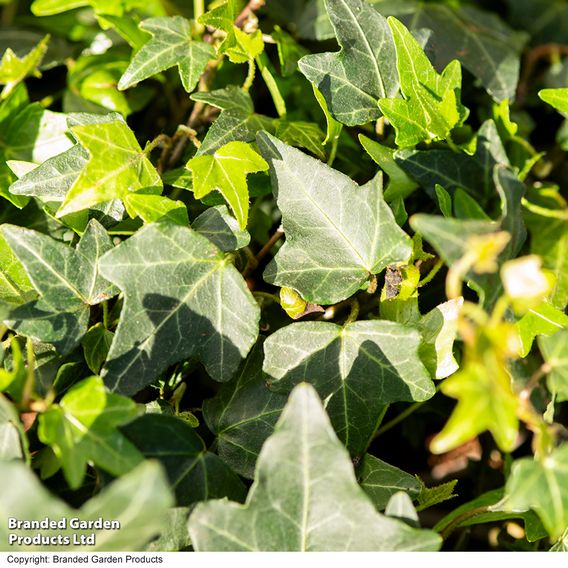 Hedera 'Green Shamrock'
