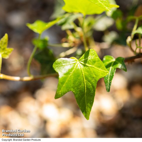 Hedera 'Green Shamrock'