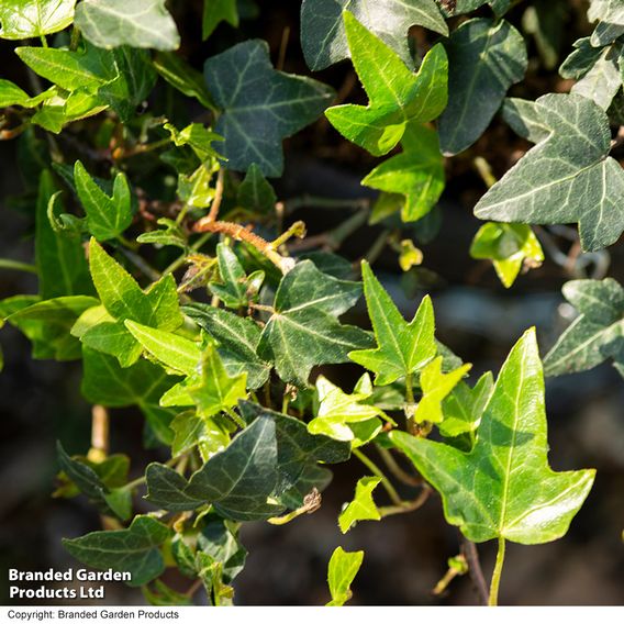Hedera 'Green Shamrock'