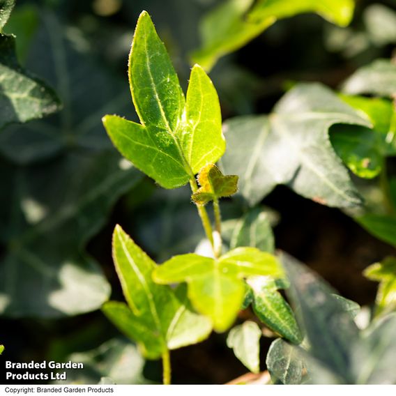 Hedera 'Green Shamrock'