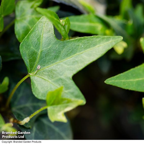 Hedera 'Green Shamrock'