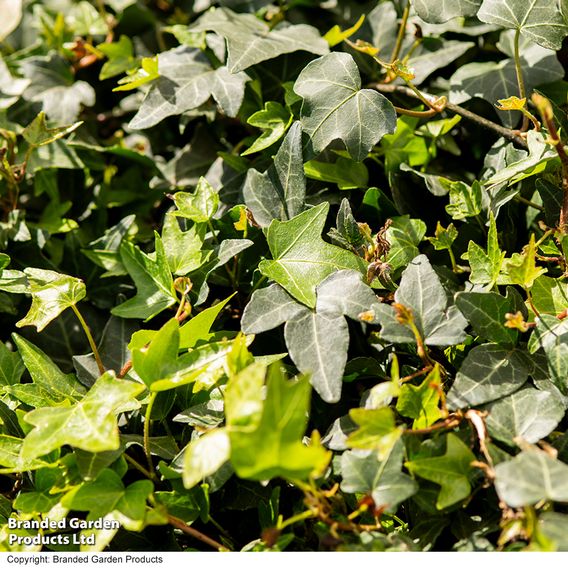 Hedera 'Green Shamrock'