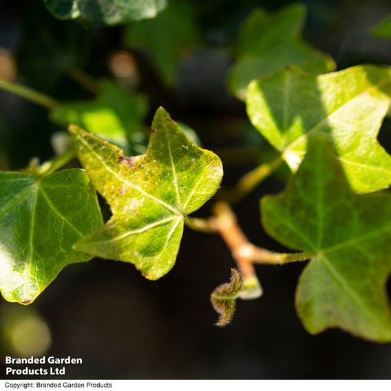Hedera 'Green Shamrock'