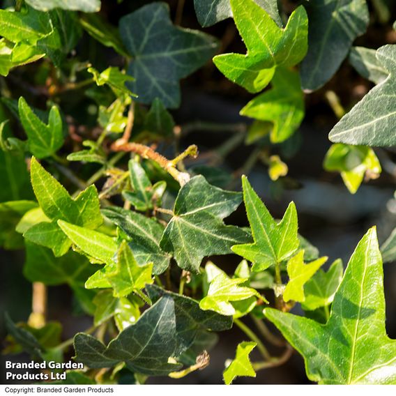 Hedera 'Green Shamrock'