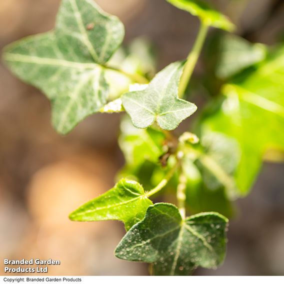 Hedera 'Green Shamrock'