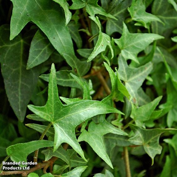 Hedera helix 'Sagittifolia'