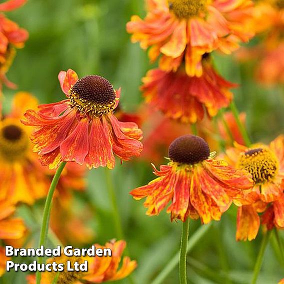 Helenium 'Moerheim Beauty'