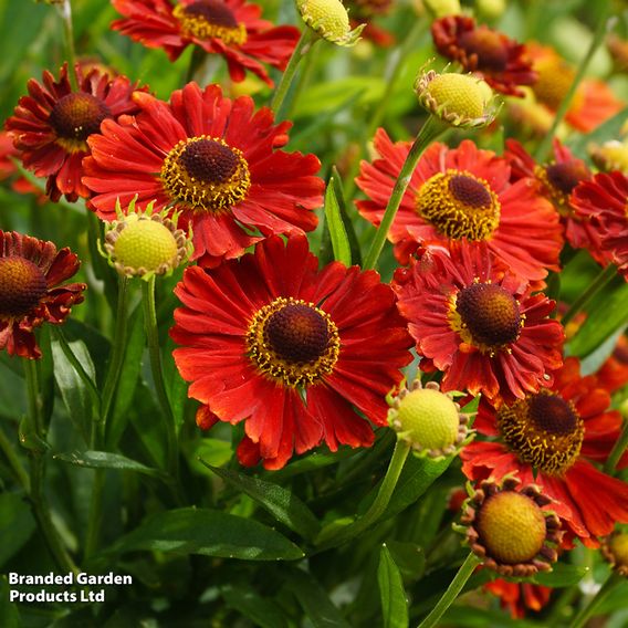 Helenium 'Salsa'