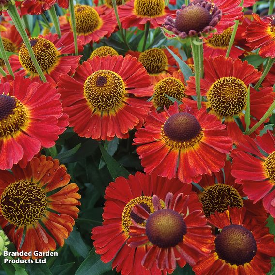 Helenium 'Salsa'