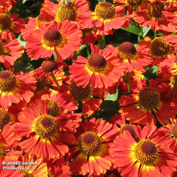Helenium 'Salsa'