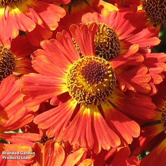 Helenium 'Salsa'