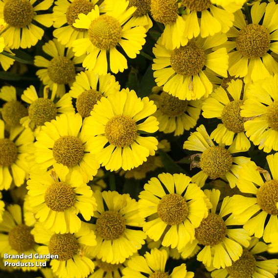 Helenium 'Sombrero'