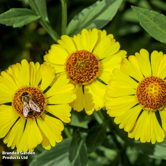 Helenium 'Sombrero'
