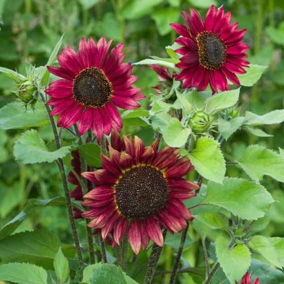 Sunflower 'Antique Glow' - Seeds