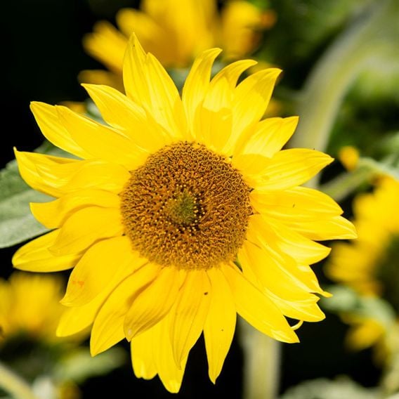 Sunflower 'Bambino' - Seeds