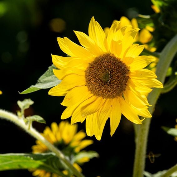 Sunflower 'Bambino' - Seeds