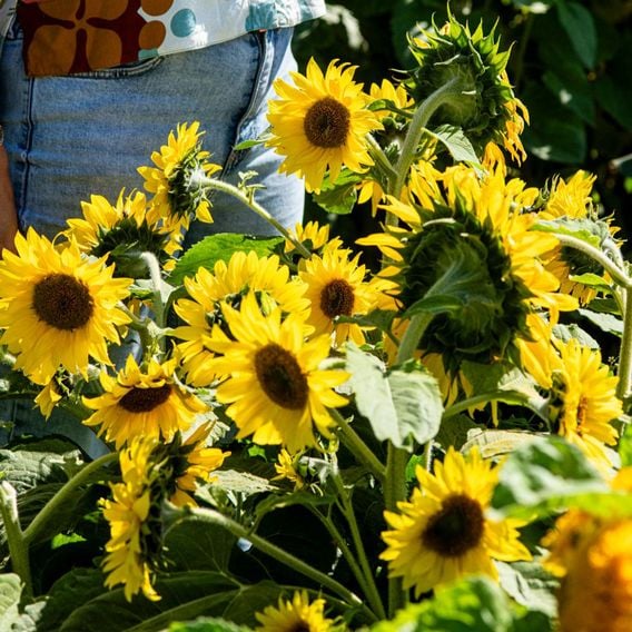Sunflower 'Bambino' - Seeds
