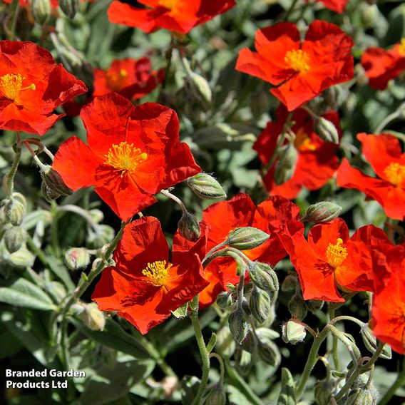 Helianthemum 'Ben Mohr'