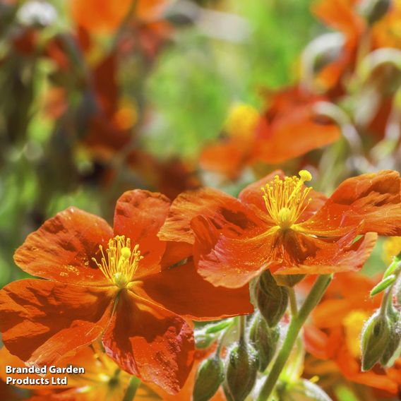Helianthemum 'Ben Mohr'