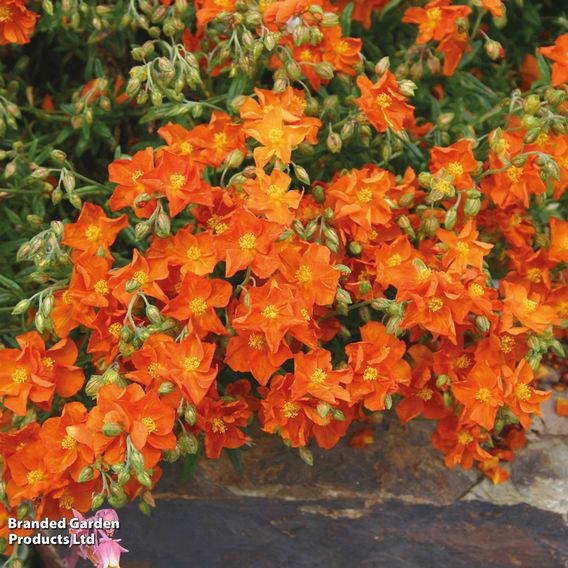 Helianthemum 'Ben Mohr'