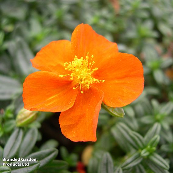 Helianthemum 'Ben Mohr'