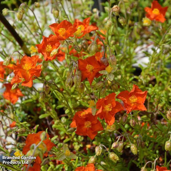 Helianthemum 'Ben Mohr'