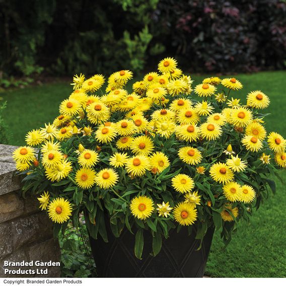Helichrysum 'Nevada Gold'