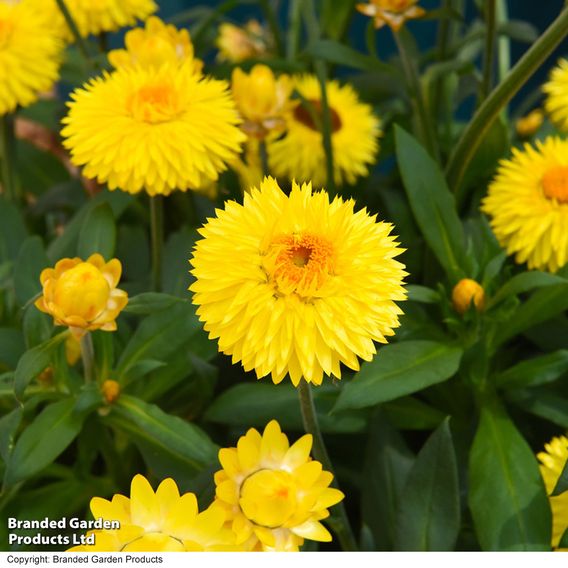 Helichrysum 'Nevada Gold'