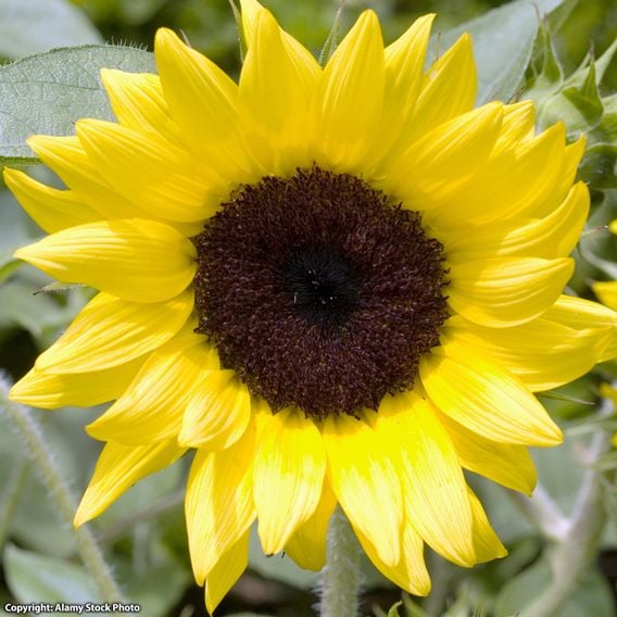 Helianthus 'Lemon Queen'