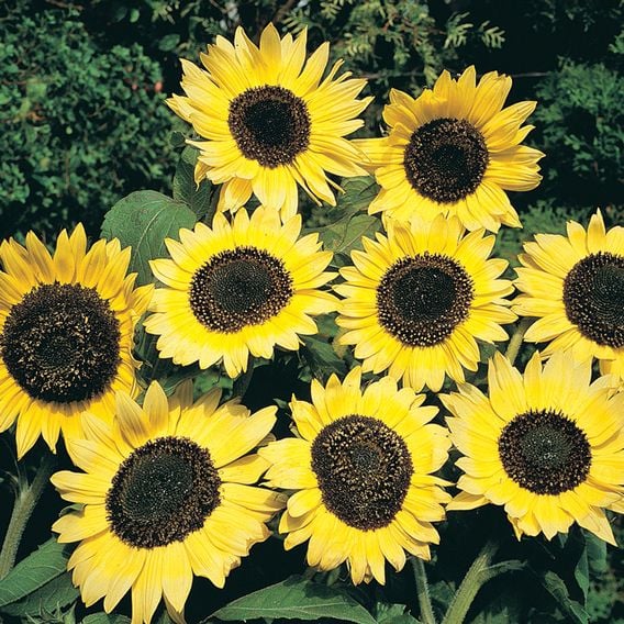Helianthus 'Lemon Queen'